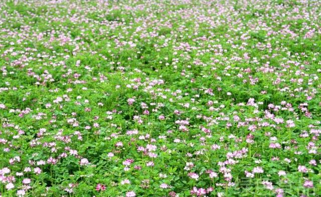 養殖戶注意了,土雞愛吃的八大牧草,有什么需要注意的? 養殖戶注意了,土雞愛吃的八大牧草,有什么需要注意的?