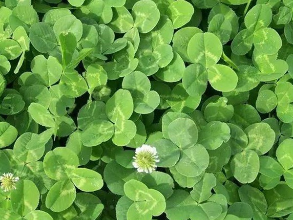 養(yǎng)鵝用什么牧草比較好?優(yōu)點(diǎn)有哪些? 養(yǎng)鵝用什么牧草比較好?優(yōu)點(diǎn)有哪些?