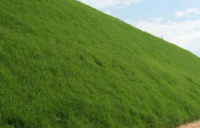 草坪種植養護技術 以及種植方法 草坪種植養護技術 以及種植方法