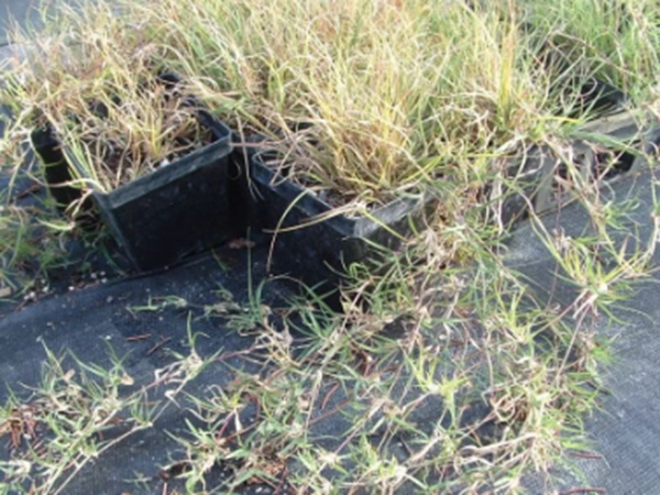 野牛草草坪建植特點(diǎn)以及介紹 野牛草草坪建植特點(diǎn)以及介紹