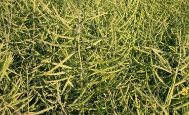 馬上進入秋播季應該如何挑選油菜籽? 馬上進入秋播季應該如何挑選油菜籽?