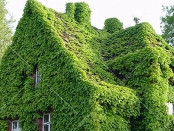 「爬山虎」的種植方法,有什么種植要求? 「爬山虎」的種植方法,有什么種植要求?