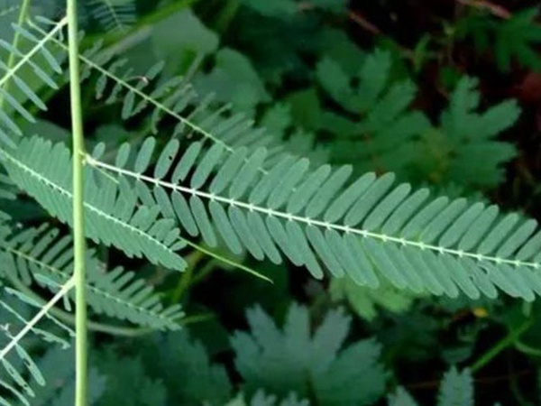 田菁的栽培技術(shù)以及管理方法 田菁的栽培技術(shù)以及管理方法