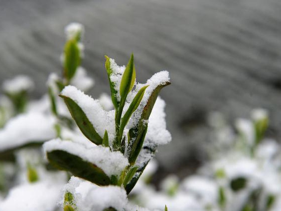 皇竹草該如何種植?多少度下會被凍死?應該注意什么? 皇竹草該如何種植?多少度下會被凍死?應該注意什么?
