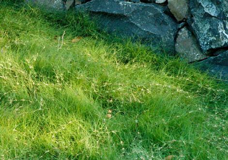 野牛草優(yōu)點(diǎn)優(yōu)勢有哪些,野牛草有著非常不錯的經(jīng)濟(jì)價(jià)值 野牛草優(yōu)點(diǎn)優(yōu)勢有哪些,野牛草有著非常不錯的經(jīng)濟(jì)價(jià)值