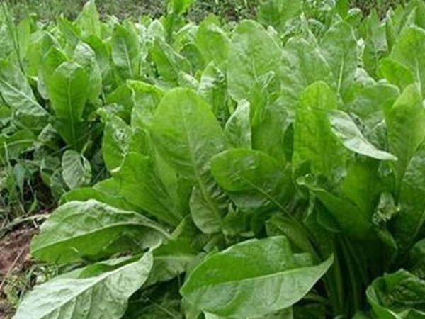養殖用牧草種子播種量和播種技術是什么 養殖用牧草種子播種量和播種技術是什么