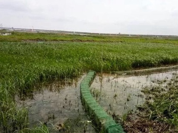 小米草優(yōu)勢——耐寒耐高溫,小米草最適宜的溫度 小米草優(yōu)勢——耐寒耐高溫,小米草最適宜的溫度