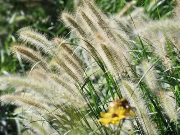 原來草也可以這么美麗--狼尾草 原來草也可以這么美麗--狼尾草