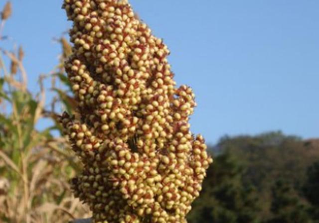 甜高梁種植技巧是什么,如何產量高 甜高梁種植技巧是什么,如何產量高