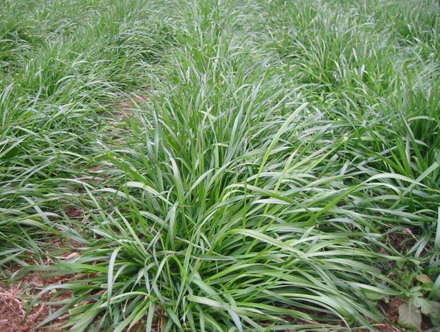 一次種植，多次收益的優(yōu)質(zhì)牧草——多年生黑麥草