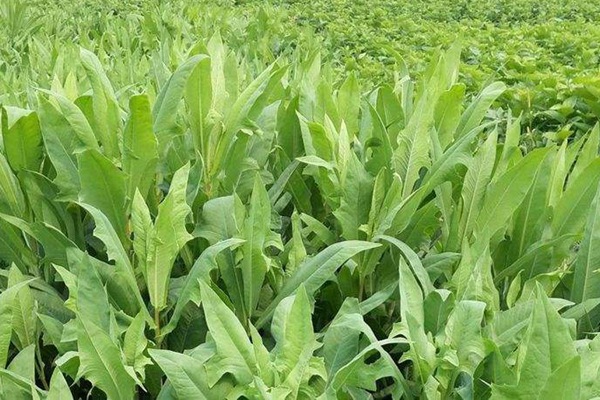 苦荬菜種植苦荬菜養(yǎng)鵝—— 飼養(yǎng)方法 苦荬菜種植苦荬菜養(yǎng)鵝—— 飼養(yǎng)方法