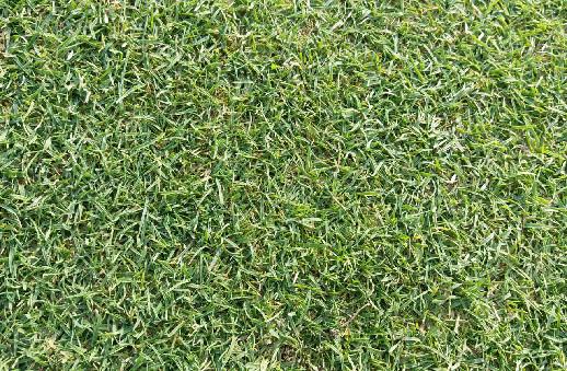 庭院草坪|院子里的天然草坪建植及養(yǎng)護(hù)方法 庭院草坪|院子里的天然草坪建植及養(yǎng)護(hù)方法