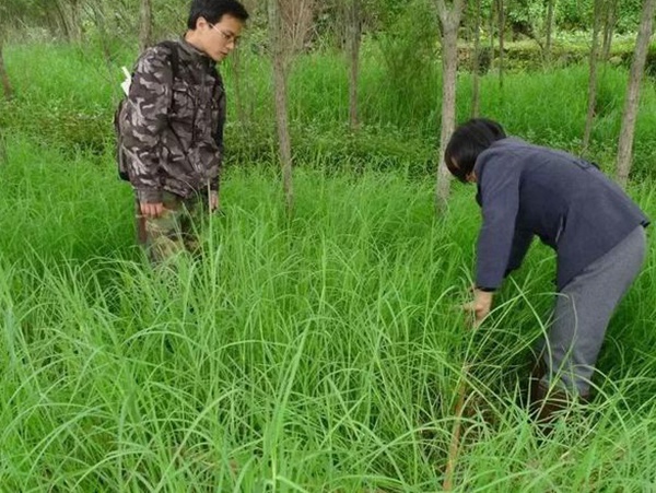不同氣候地區怎么選擇綠化草種?有什么好的方法? 不同氣候地區怎么選擇綠化草種?有什么好的方法?