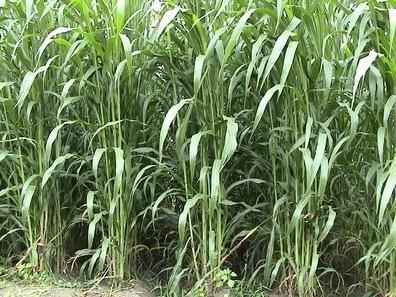 蘇丹草要如何種植,種植蘇丹草方法是什么 蘇丹草要如何種植,種植蘇丹草方法是什么