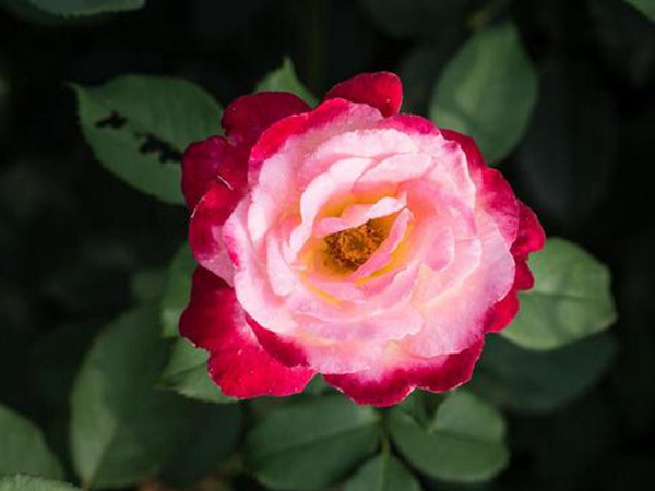 串葉松香飼用價值及方法以及播種技術(shù)