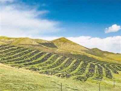 披堿草不僅可以做為一種牧草,還能作為一種防風護沙環(huán)境保護草 披堿草不僅可以做為一種牧草,還能作為一種防風護沙環(huán)境保護草