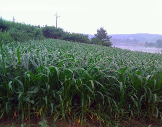 暖季型牧草，蘇丹草種植簡單介紹