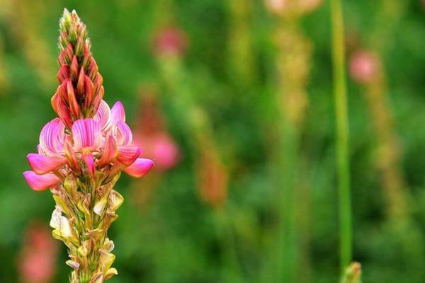 代替苜蓿的一種牧草!易養(yǎng)活,長的美,牲畜也愛吃 代替苜蓿的一種牧草!易養(yǎng)活,長的美,牲畜也愛吃