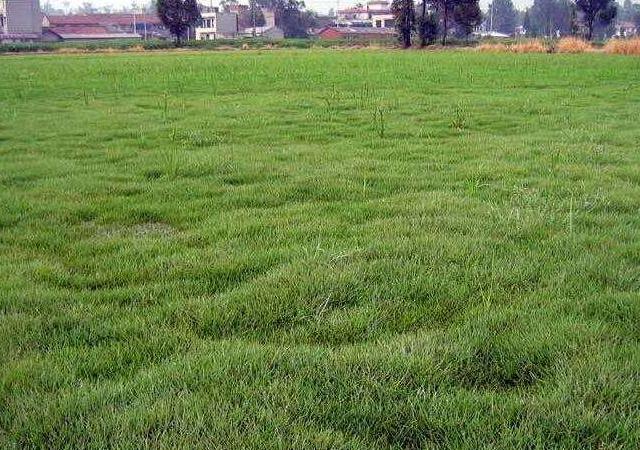 優質草坪草早熟禾的技術特點,種植養護有幾個要點 優質草坪草早熟禾的技術特點,種植養護有幾個要點