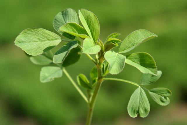 牧草之王—紫花苜蓿高產培育技術 牧草之王—紫花苜蓿高產培育技術