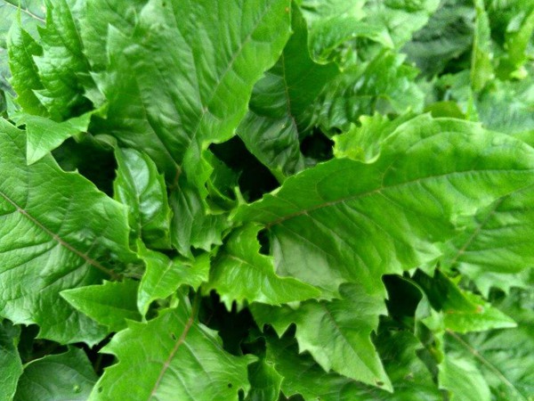 串葉松香草栽培技術與飼用價值及方法 串葉松香草栽培技術與飼用價值及方法