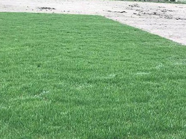 草坪種子常見的有哪些?該怎么樣育苗? 草坪種子常見的有哪些?該怎么樣育苗?