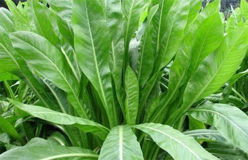 優(yōu)質(zhì)牧草推薦---菊苣基本介紹 優(yōu)質(zhì)牧草推薦---菊苣基本介紹