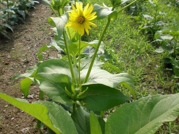 牧草種子介紹丨串葉松香草形態(tài)特征以及主要價(jià)值 牧草種子介紹丨串葉松香草形態(tài)特征以及主要價(jià)值