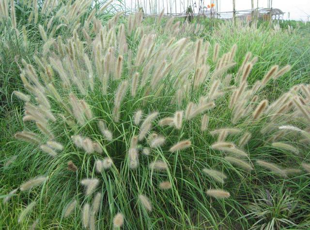 狼尾草種植技術是什么,有什么需要注意的 狼尾草種植技術是什么,有什么需要注意的