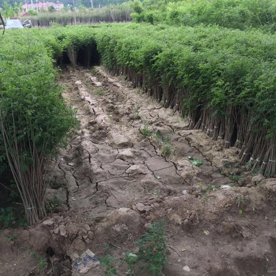 紫穗槐育苗產(chǎn)苗量高,繁育時間短,生長速度快 紫穗槐育苗產(chǎn)苗量高,繁育時間短,生長速度快