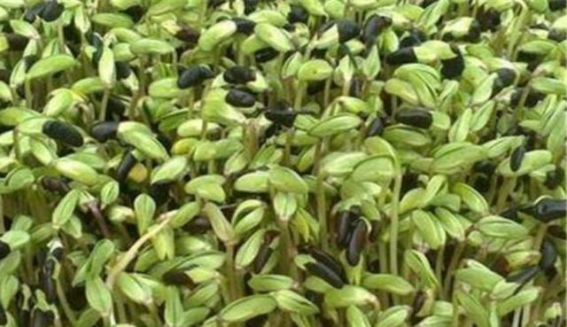 黑豆怎么樣種植?如何提高黑豆高產量? 黑豆怎么樣種植?如何提高黑豆高產量?