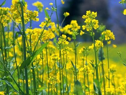 油菜種子如何種，種植方法是什么？