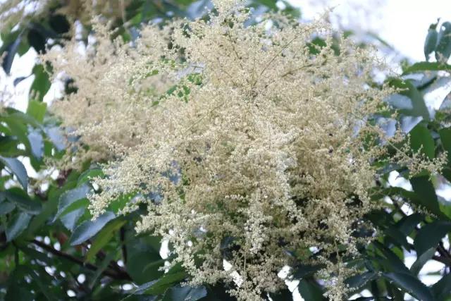 江陰鄉(xiāng)土植物——鹽膚木灌木 江陰鄉(xiāng)土植物——鹽膚木灌木