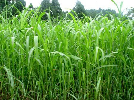 優質的牧草——蘇丹草，怎么種植可以高產