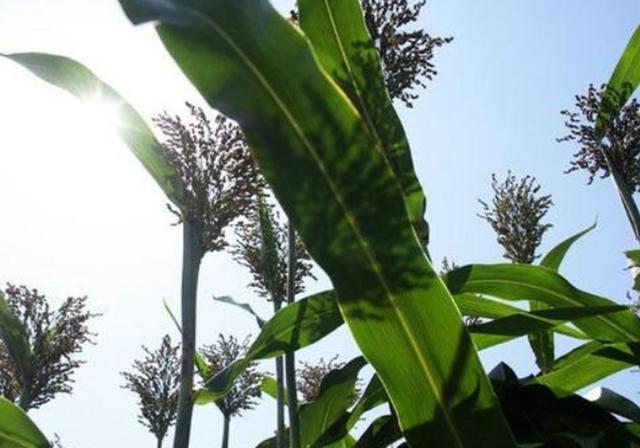 甜高梁種植技巧是什么,如何產量高 甜高梁種植技巧是什么,如何產量高