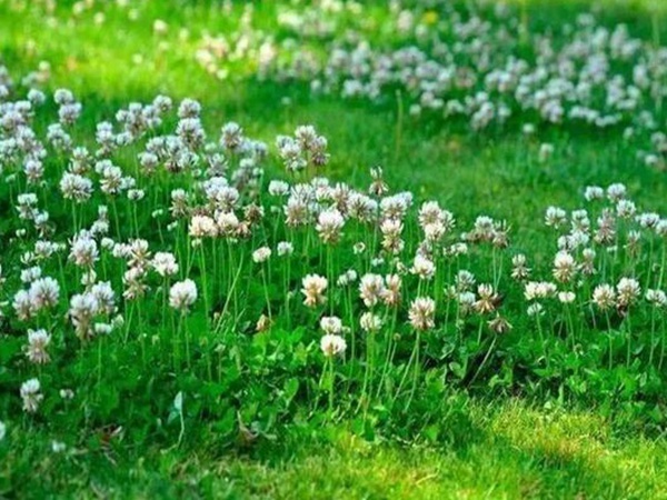 不同氣候地區怎么選擇綠化草種?有什么好的方法? 不同氣候地區怎么選擇綠化草種?有什么好的方法?