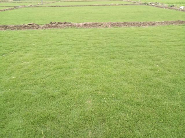 綠化草坪種類圖片,不同的草坪用途和功能都有所差別 綠化草坪種類圖片,不同的草坪用途和功能都有所差別