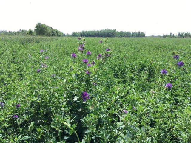 牧草種植需要注意哪些 喂牛用哪些牧草種植比較好 牧草種植需要注意哪些 喂牛用哪些牧草種植比較好