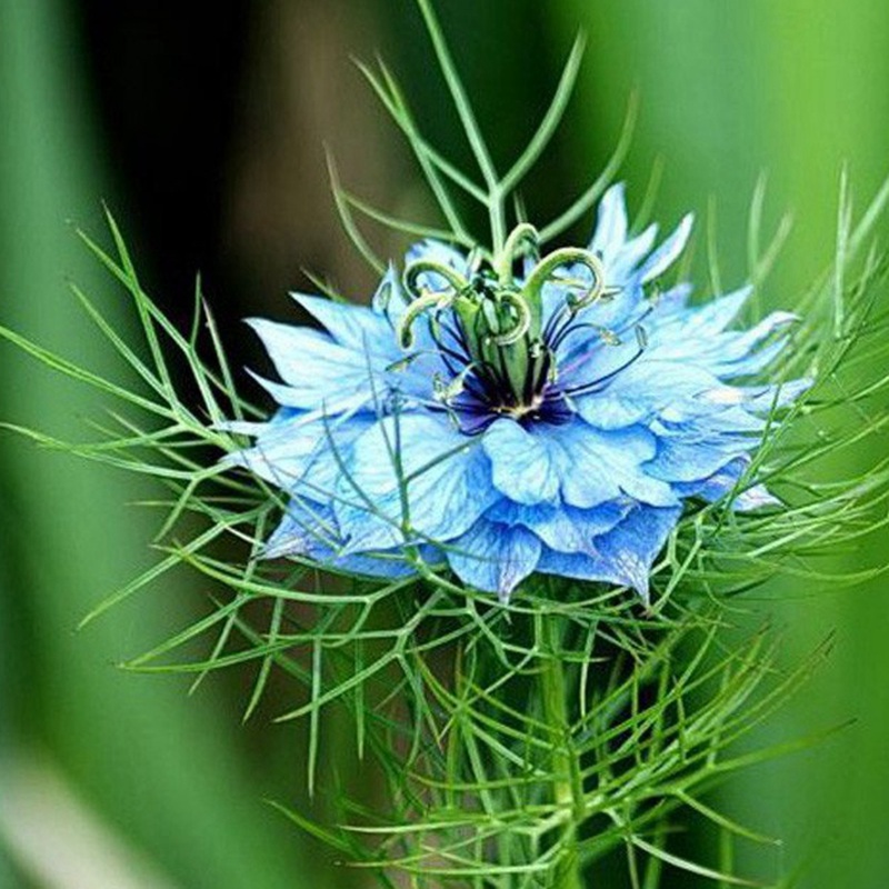 波斯寶石 波斯寶石