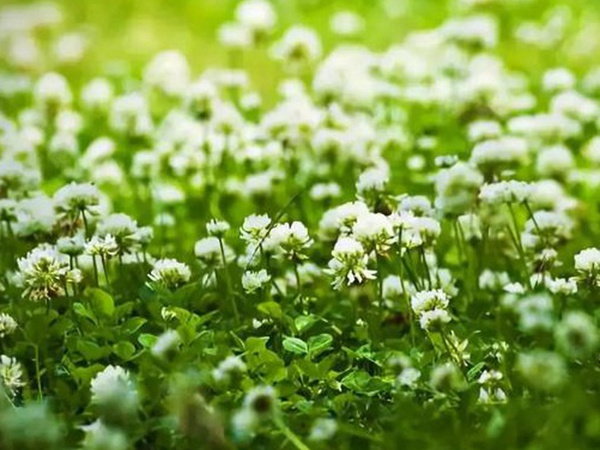 十種優(yōu)質(zhì)牧草及其栽培技術(shù)與方法 十種優(yōu)質(zhì)牧草及其栽培技術(shù)與方法