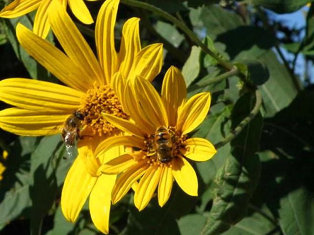 串葉松香草主要價值以及栽培技術(shù)介紹 串葉松香草主要價值以及栽培技術(shù)介紹