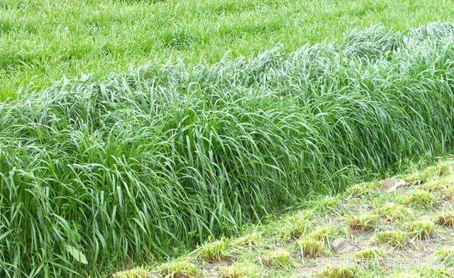 秋冬季節適合養殖種牧草嗎?種植什么牧草比較好? 秋冬季節適合養殖種牧草嗎?種植什么牧草比較好?