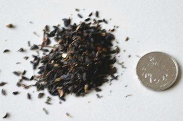 在田間小路看見的優質牧草-苦荬菜種植技術及品種價值 在田間小路看見的優質牧草-苦荬菜種植技術及品種價值