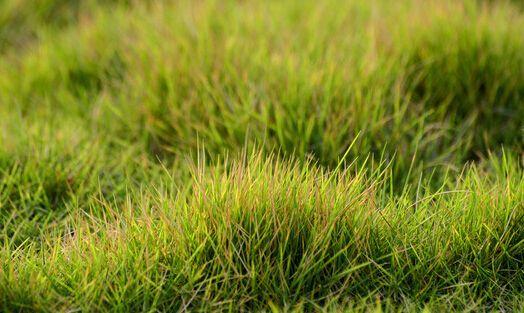 結(jié)縷草草坪草的經(jīng)濟(jì)價(jià)值及其種植管理技術(shù) 結(jié)縷草草坪草的經(jīng)濟(jì)價(jià)值及其種植管理技術(shù)