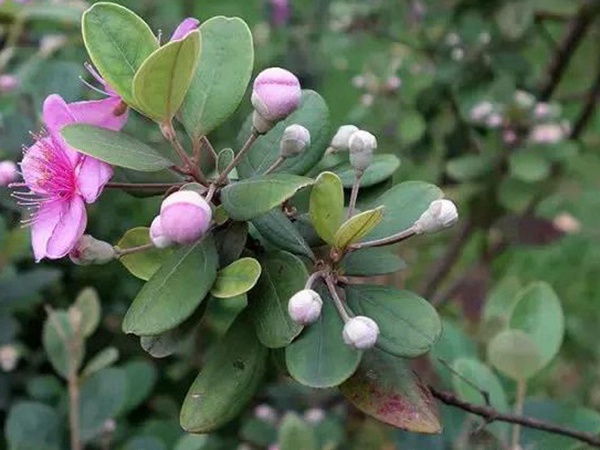 桃金娘的鑒賞與栽培養護 桃金娘的鑒賞與栽培養護