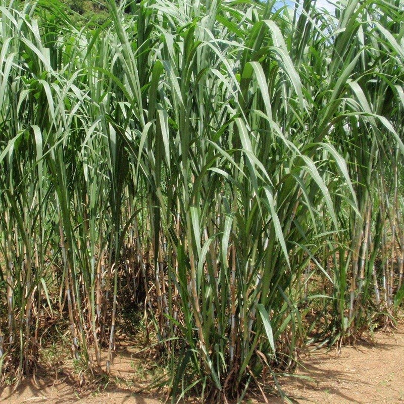 甜象草與皇竹草兩者有什么區(qū)別 甜象草與皇竹草兩者有什么區(qū)別