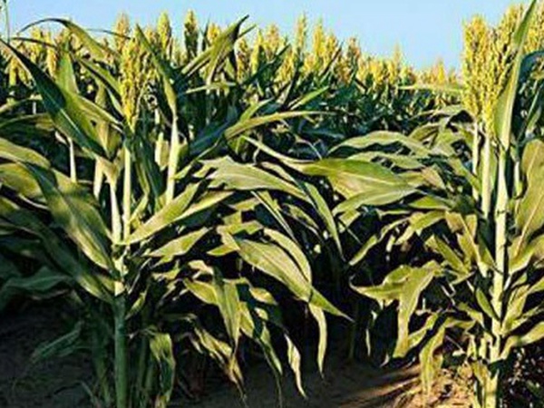 黑小麥批發(fā)價格多少錢一斤?黑小麥種植方法是什么? 黑小麥批發(fā)價格多少錢一斤?黑小麥種植方法是什么?