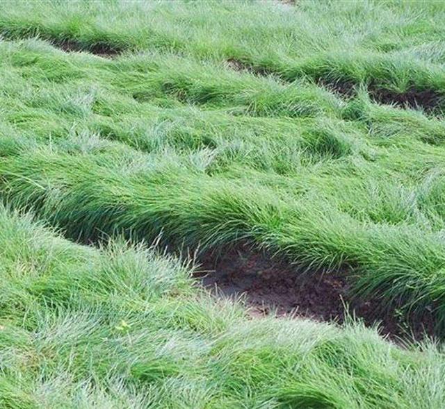 綠化草坪種類圖片,不同的草坪用途和功能都有所差別 綠化草坪種類圖片,不同的草坪用途和功能都有所差別