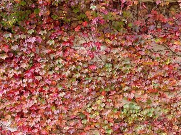 爬山虎種子怎么種?爬山虎種子多久發(fā)芽? 爬山虎種子怎么種?爬山虎種子多久發(fā)芽?