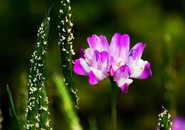 種植紫云英技巧方法,重視蟲害,要想產量高要注意的問題 種植紫云英技巧方法,重視蟲害,要想產量高要注意的問題